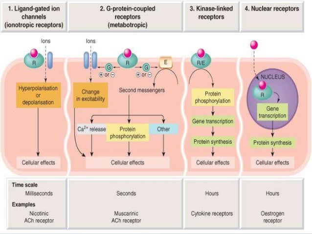 pharmacodynamics