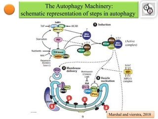 The Autophagy Machinery:
schematic representation of steps in autophagy
Marshal and vierstra, 2018
9
(Active
complex)
 