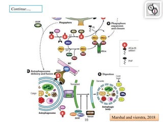 Continue…,
Marshal and vierstra, 2018
10
 