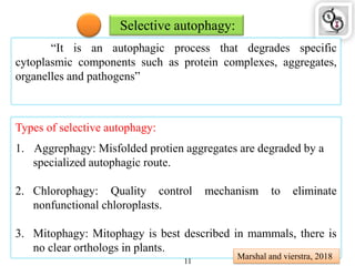 Selective autophagy:
“It is an autophagic process that degrades specific
cytoplasmic components such as protein complexes, aggregates,
organelles and pathogens”
Types of selective autophagy:
1. Aggrephagy: Misfolded protien aggregates are degraded by a
specialized autophagic route.
2. Chlorophagy: Quality control mechanism to eliminate
nonfunctional chloroplasts.
3. Mitophagy: Mitophagy is best described in mammals, there is
no clear orthologs in plants.
Marshal and vierstra, 2018
11
 