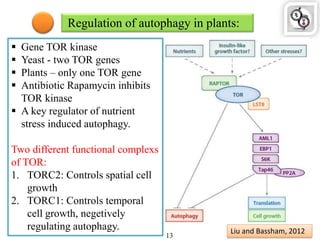 Regulation of autophagy in plants:
 Gene TOR kinase
 Yeast - two TOR genes
 Plants – only one TOR gene
 Antibiotic Rapamycin inhibits
TOR kinase
 A key regulator of nutrient
stress induced autophagy.
Two different functional complexs
of TOR:
1. TORC2: Controls spatial cell
growth
2. TORC1: Controls temporal
cell growth, negetively
regulating autophagy. Liu and Bassham, 2012
13
 
