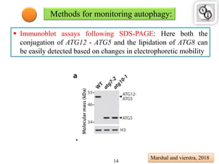 Methods for monitoring autophagy:
 Immunoblot assays following SDS-PAGE: Here both the
conjugation of ATG12 - ATG5 and the lipidation of ATG8 can
be easily detected based on changes in electrophoretic mobility
Marshal and vierstra, 2018
14
 
