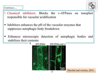 Continues…,
• Chemical inhibitors: Blocks the v-ATPases on tonoplast
responsible for vacuolar acidification
 Inhibitors enhances the pH of the vacuolar enzymes that
suppresses autophagic body breakdown
 Enhances microscopic detection of autophagic bodies and
stabilizes their contents
Marshal and vierstra, 2018
15
 