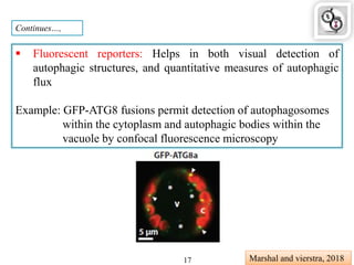 Continues…,
 Fluorescent reporters: Helps in both visual detection of
autophagic structures, and quantitative measures of autophagic
flux
Example: GFP-ATG8 fusions permit detection of autophagosomes
within the cytoplasm and autophagic bodies within the
vacuole by confocal fluorescence microscopy
Marshal and vierstra, 201817
 