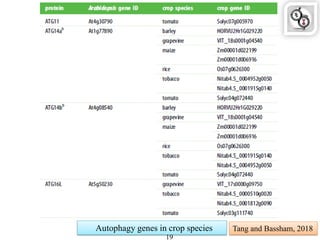 Autophagy genes in crop species Tang and Bassham, 2018
19
 