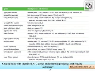 Crop species with identified ATG genes and potential processes that require
autophagy Tang and Bassham, 2018
20
 