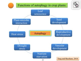 Leaf
senescence
Seed
development
Reproductive
development
Vascular
development
Nutrient
starvation
Drought
stress
Heat stress
Plant-microbe
interaction
Autophagy
Functions of autophagy in crop plants:
Tang and Bassham, 2018
21
 