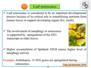 Leaf senescence:
 Leaf senescence is considered to be an important developmental
process because of its critical role in remobilizing nutrients from
mature leaves to support developing organs (Ex: seeds)
 The involvement of autophagy in senescence
is supported by upregulation of the ATG
transcripts in older leaves
 Higher accumulation of lipidated ATG8 causes higher level of
autophagy activity
Example: Arabidopsis, 15 ATG genes are upregulated during
senescence. Tang and Bassham, 2018
22
 