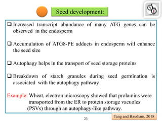 Seed development:
 Increased transcript abundance of many ATG genes can be
observed in the endosperm
 Accumulation of ATG8-PE adducts in endosperm will enhance
the seed size
 Autophagy helps in the transport of seed storage proteins
 Breakdown of starch granules during seed germination is
associated with the autophagy pathway
Example: Wheat, electron microscopy showed that prolamins were
transported from the ER to protein storage vacuoles
(PSVs) through an autophagy-like pathway.
Tang and Bassham, 2018
23
 