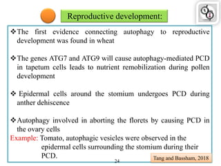 Reproductive development:
The first evidence connecting autophagy to reproductive
development was found in wheat
The genes ATG7 and ATG9 will cause autophagy-mediated PCD
in tapetum cells leads to nutrient remobilization during pollen
development
 Epidermal cells around the stomium undergoes PCD during
anther dehiscence
Autophagy involved in aborting the florets by causing PCD in
the ovary cells
Example: Tomato, autophagic vesicles were observed in the
epidermal cells surrounding the stomium during their
PCD. Tang and Bassham, 2018
24
 