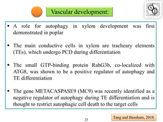 Vascular development:
 A role for autophagy in xylem development was first
demonstrated in poplar
 The main conductive cells in xylem are tracheary elements
(TEs), which undergo PCD during differentiation
 The small GTP-binding protein RabG3b, co-localized with
ATG8, was shown to be a positive regulator of autophagy and
TE differentiation
 The gene METACASPASE9 (MC9) was recently identified as a
negative regulator of autophagy during TE differentiation and is
thought to restrict autophagic cell death to the target cells
Tang and Bassham, 2018
25
 