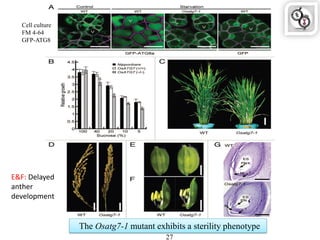 The Osatg7-1 mutant exhibits a sterility phenotype
27
Cell culture
FM 4-64
GFP-ATG8
E&F: Delayed
anther
development
 