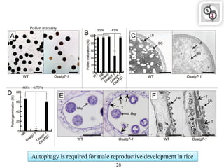 Autophagy is required for male reproductive development in rice
28
95% 45%
Pollen maturity
60% 0.75%
 