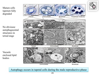 Autophagy occurs in tapetal cells during the male reproductive phase
29
Vacuole
enclosed lipid
bodies
No obviouse
autophagasomal
structures in
tetrad stage
Mature cells
tapetum fully
degraded
 