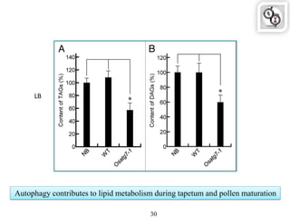 Autophagy contributes to lipid metabolism during tapetum and pollen maturation
30
LB
 