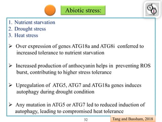 Abiotic stress:
1. Nutrient starvation
2. Drought stress
3. Heat stress
 Over expression of genes ATG18a and ATG8i conferred to
increased tolerance to nutrient starvation
 Increased production of anthocyanin helps in preventing ROS
burst, contributing to higher stress tolerance
 Upregulation of ATG5, ATG7 and ATG18a genes induces
autophagy during drought condition
 Any mutation in ATG5 or ATG7 led to reduced induction of
autophagy, leading to compromised heat tolerance
Tang and Bassham, 201832
 
