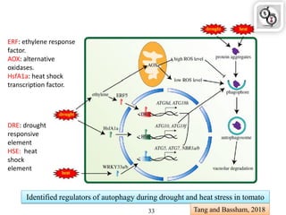 Identified regulators of autophagy during drought and heat stress in tomato
Tang and Bassham, 201833
ERF: ethylene response
factor.
AOX: alternative
oxidases.
HsfA1a: heat shock
transcription factor.
DRE: drought
responsive
element
HSE: heat
shock
element
 