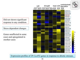 Expression profiles of 29 CaATG genes in response to abiotic stresses.
36
Did not shown significant
response to any condition.
Stress dependent changes
Genes unaffected in some
cases and upregulated in
onother cases
 