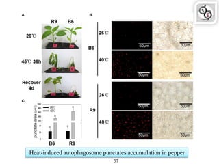 Heat-induced autophagosome punctates accumulation in pepper
37
 