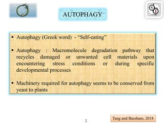 AUTOPHAGY
 Autophagy (Greek word) - “Self-eating”
 Autophagy : Macromolecule degradation pathway that
recycles damaged or unwanted cell materials upon
encountering stress conditions or during specific
developmental processes
 Machinery required for autophagy seems to be conserved from
yeast to plants
2
Tang and Bassham, 2018
 