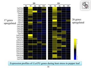 Expression profiles of CaATG genes during heat stress in pepper leaf
38
26 genes
upregulated
17 genes
upregulated
 