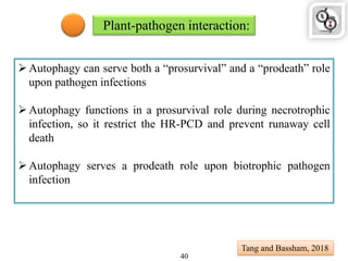 Plant-pathogen interaction:
Autophagy can serve both a “prosurvival” and a “prodeath” role
upon pathogen infections
Autophagy functions in a prosurvival role during necrotrophic
infection, so it restrict the HR-PCD and prevent runaway cell
death
Autophagy serves a prodeath role upon biotrophic pathogen
infection
Tang and Bassham, 2018
40
 