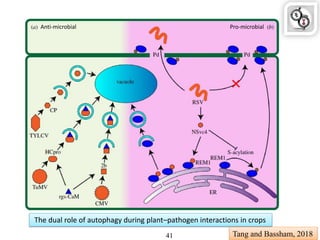 The dual role of autophagy during plant–pathogen interactions in crops
Tang and Bassham, 201841
Anti-microbial Pro-microbial
 