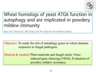 Objective: To study the role of autophagy genes in wheat immune
responses to fungal pathogens.
Material & method: Plant materials and fungal strain, Virus-
induced gene silencing (VIGS), Evaluation of
powdery mildew resistance.
42
 
