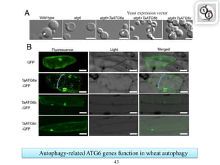 Autophagy-related ATG6 genes function in wheat autophagy
43
Yeast expression vector
 