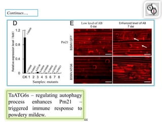 44
Samples: mutants
Continues…,
TaATG6s – regulating autophagy
process enhances Pm21 –
triggered immune response to
powdery mildew.
Pm21
Low level of AB Enhanced level of AB
 