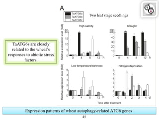 Expression patterns of wheat autophagy-related ATG6 genes
45
TaATG6s are closely
related to the wheat‟s
responses to abiotic stress
factors.
Two leaf stage seedlings
 