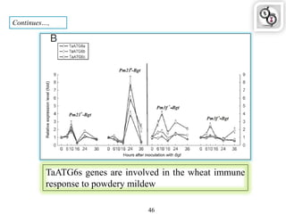 46
Continues…,
TaATG6s genes are involved in the wheat immune
response to powdery mildew
 