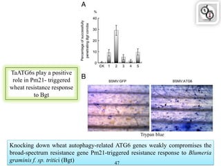 Knocking down wheat autophagy-related ATG6 genes weakly compromises the
broad-spectrum resistance gene Pm21-triggered resistance response to Blumeria
graminis f. sp. tritici (Bgt) 47
TaATG6s play a positive
role in Pm21- triggered
wheat resistance response
to Bgt
Trypan blue
 