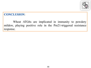:
Wheat ATG6s are implicated in immunity to powdery
mildew, playing positive role in the Pm21-triggered resistance
response.
48
 