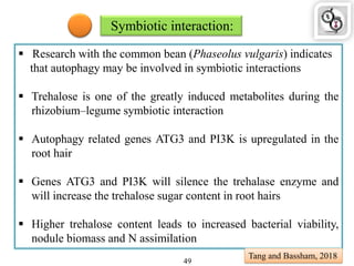 Symbiotic interaction:
 Research with the common bean (Phaseolus vulgaris) indicates
that autophagy may be involved in symbiotic interactions
 Trehalose is one of the greatly induced metabolites during the
rhizobium–legume symbiotic interaction
 Autophagy related genes ATG3 and PI3K is upregulated in the
root hair
 Genes ATG3 and PI3K will silence the trehalase enzyme and
will increase the trehalose sugar content in root hairs
 Higher trehalose content leads to increased bacterial viability,
nodule biomass and N assimilation
Tang and Bassham, 2018
49
 