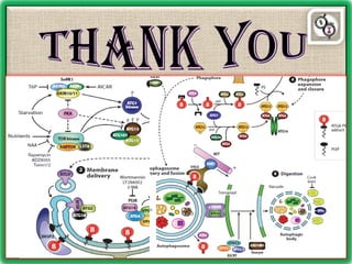 Autophagy in crop plants