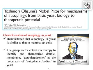 Characterisation of autophagy in yeast:
 Demonstrated that autophagy in yeast
is similar to that in mammalian cells
 The group used electron microscopy to
identify and characterize double-
membraned „autophagosomes‟ as the
precursors of „autophagic bodies‟ in
yeast
4
 