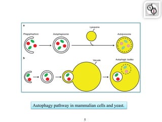 Autophagy pathway in mammalian cells and yeast.
5
 
