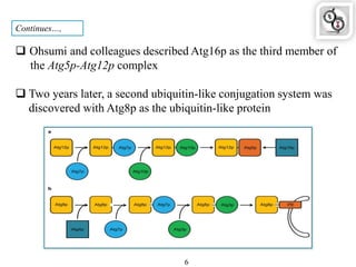 Continues…,
 Ohsumi and colleagues described Atg16p as the third member of
the Atg5p-Atg12p complex
 Two years later, a second ubiquitin-like conjugation system was
discovered with Atg8p as the ubiquitin-like protein
6
 