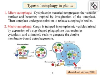 Types of autophagy in plants:
1. Micro-autophagy: Cytoplasmic material congregates the vacuole
surface and becomes trapped by invagination of the tonoplast.
Then tonoplast undergoes scission to release autophagic bodies.
2. Macro-autophagy: Cargo is trapped in cytoplasmic vesicles arised
by expansion of a cup-shaped phagophore that encircles
cytoplasm and ultimately seals to generate the double
membrane-bound autophagosome.
Marshal and vierstra, 20187
 