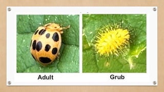 pest-insect managment and introduction ppt | PPTX