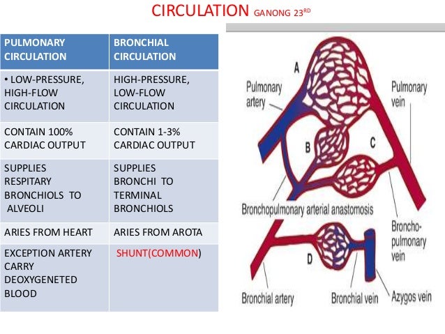 Abhishek respiratory ANATOMY & PHYSIOLOGY , and ACUTE RESPIRATORY FAI…