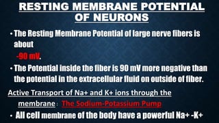 RESTING MEMBRANE POTENTIAL
OF NEURONS
•The Resting Membrane Potential of large nerve fibers is
about
-90 mV.
•The Potential inside the fiber is 90 mV more negative than
the potential in the extracellular fluid on outside of fiber.
Active Transport of Na+ and K+ ions through the
membrane : The Sodium-Potassium Pump
• All cell membrane of the body have a powerful Na+ -K+
 