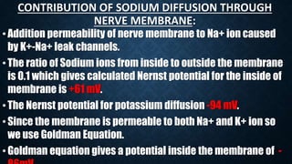 CONTRIBUTION OF SODIUM DIFFUSION THROUGH
NERVE MEMBRANE:
•Addition permeability of nerve membrane to Na+ ion caused
by K+-Na+ leak channels.
•The ratio of Sodium ions from inside to outside the membrane
is 0.1 which gives calculated Nernst potential for the inside of
membrane is +61 mV.
•The Nernst potential for potassium diffusion -94 mV.
•Since the membrane is permeable to both Na+ and K+ ion so
we use Goldman Equation.
•Goldman equation gives a potential inside the membrane of -
 