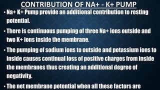 CONTRIBUTION OF NA+ - K+ PUMP
• Na+ K+ Pump provide an additional contribution to resting
potential.
•There is continuous pumping of three Na+ ions outside and
two K+ ions inside the membrane.
•The pumping of sodium ions to outside and potassium ions to
inside causes continual loss of positive charges from inside
the membranes thus creating an additional degree of
negativity.
• The net membrane potential when all these factors are
 
