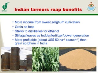 Indian farmers reap benefits More income from sweet sorghum cultivation  Grain as food Stalks to distilleries for ethanol Stillage/leaves as fodder/fertilizer/power generation More profitable (about US$ 50 ha -1  season -1 ) than grain sorghum in India   
