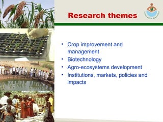 Research themes Crop improvement and management Biotechnology Agro-ecosystems development Institutions, markets, policies and impacts   