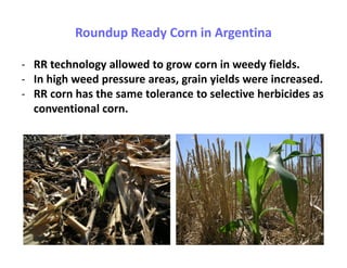 Roundup Ready Corn in Argentina

- RR technology allowed to grow corn in weedy fields.
- In high weed pressure areas, grain yields were increased.
- RR corn has the same tolerance to selective herbicides as
  conventional corn.
 
