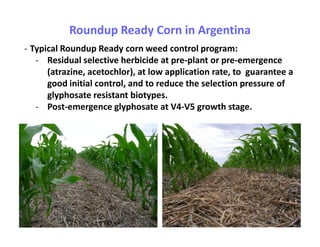 Roundup Ready Corn in Argentina
- Typical Roundup Ready corn weed control program:
   - Residual selective herbicide at pre-plant or pre-emergence
      (atrazine, acetochlor), at low application rate, to guarantee a
      good initial control, and to reduce the selection pressure of
      glyphosate resistant biotypes.
   - Post-emergence glyphosate at V4-V5 growth stage.
 