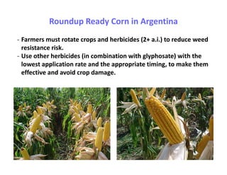 Roundup Ready Corn in Argentina
- Farmers must rotate crops and herbicides (2+ a.i.) to reduce weed
  resistance risk.
- Use other herbicides (in combination with glyphosate) with the
  lowest application rate and the appropriate timing, to make them
  effective and avoid crop damage.
 
